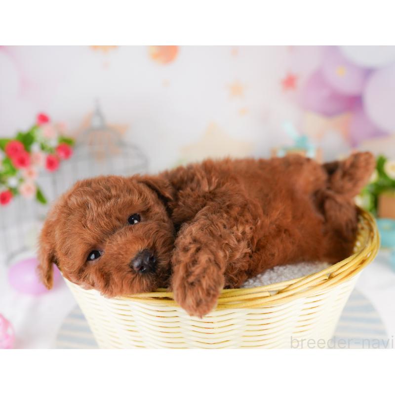 販売中の千葉県のトイプードル-398254の4枚目